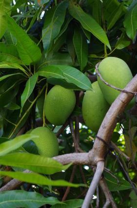 Pondok Mangga Mataram Esterno foto